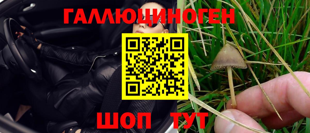 Псилоцибиновые грибы Psilocybe Петропавловск-Камчатский